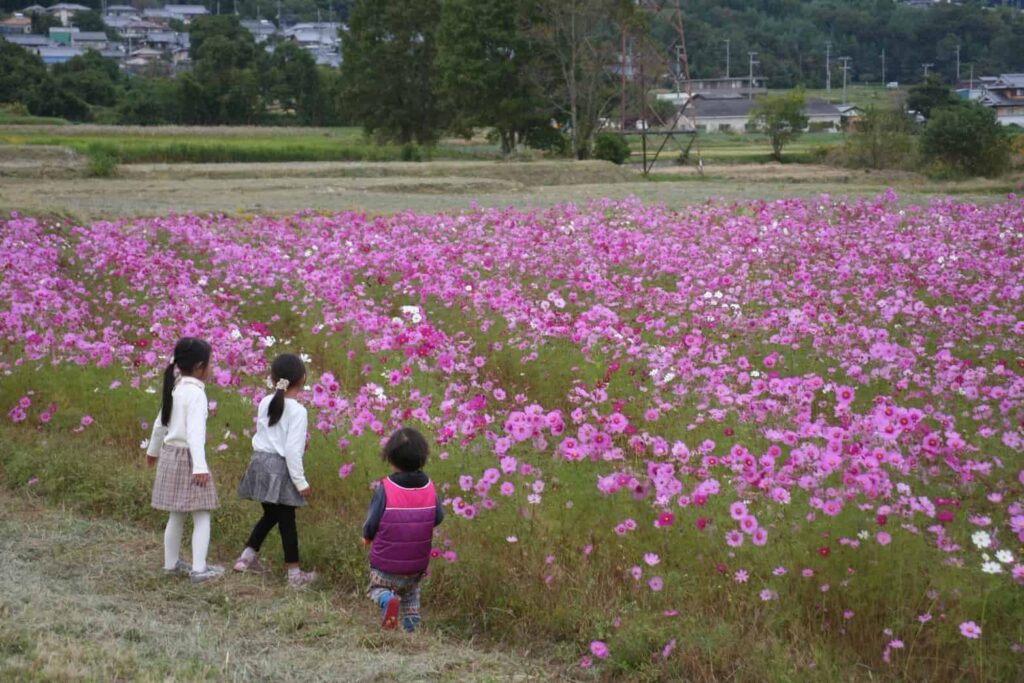 恭仁宮跡 コスモス畑